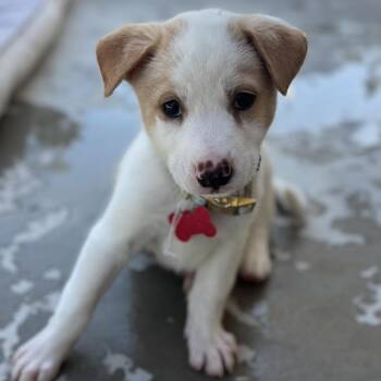 Misty -  Siberian Husky and Cattle Dog Dog for Adoption in Oceanside, California - Misty | PetCurious
