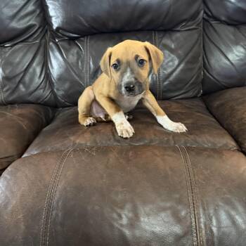 Phillip -  Boxer Dog for Adoption - Phillip | PetCurious