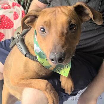 Bucky -  Dachshund Dog for Adoption in Woolwich, Maine - Bucky | PetCurious