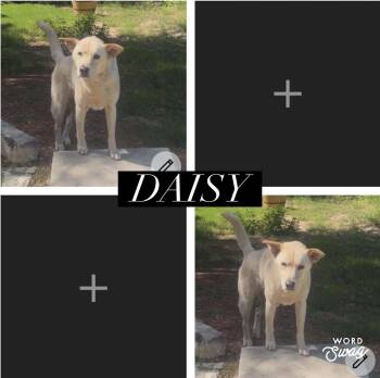 Yellow Labrador Retriever and German Shepherd Dog Dogs Available for Adoption in New Braunfels, Texas - Daisy | PetCurious