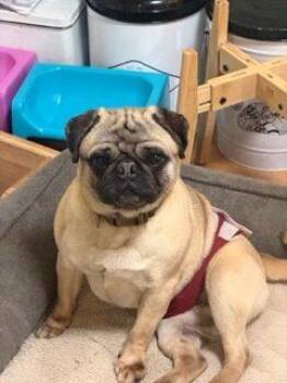 Pug Dogs Available for Adoption in Seattle, Washington - Otis | PetCurious