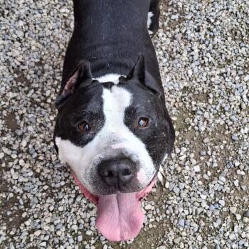Samson -  Pit Bull Terrier and Mixed Breed Dog for Adoption in Fairport, New York - Samson | PetCurious