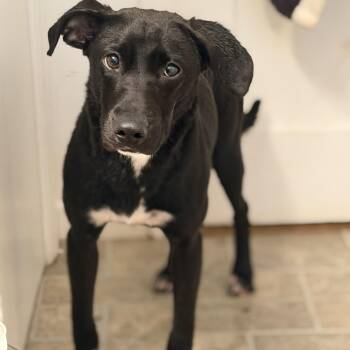 Rescue Labrador Retriever Dogs for Adoption in Carmel Hamlet, New York - Odin | PetCurious