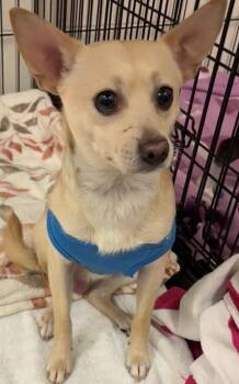 Chihuahua Dogs Available for Adoption - LEROY | PetCurious