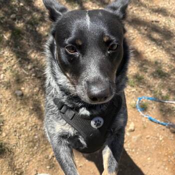 Australian Cattle Dog Blue Heeler Dogs Available for Adoption in Taos, New Mexico - Pepper | PetCurious
