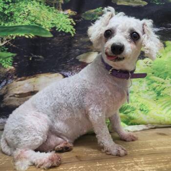 Puddles -  Bichon Frise Dog for Adoption in Normal, Illinois - Puddles | PetCurious