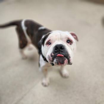 Pumpkin -  English Bulldog and Mixed Breed Dog for Adoption in Naperville, Illinois - Pumpkin | PetCurious