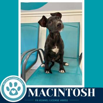 Macintosh (Apple Bobbers) 102426 -  Shepherd and Cattle Dog Dog for Adoption in Kimberton, Pennsylvania - Macintosh (Apple Bobbers) 102426 | PetCurious