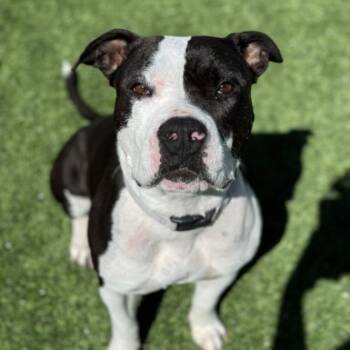 Rescue Pit Bull Terrier Dogs for Adoption in Fresno, California - Sophia | PetCurious