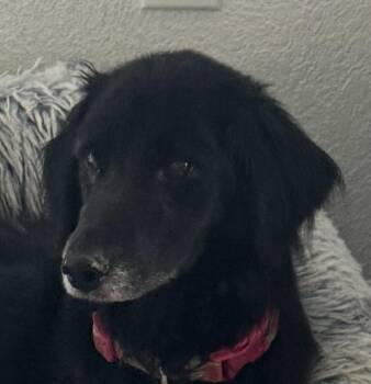Bella -  Flat Coated Retriever Dog for Adoption in Greeley, Colorado - Bella | PetCurious