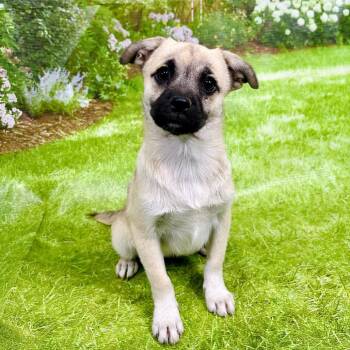Stevie -  Pug and Pomeranian Dog for Adoption in Franklin, North Carolina - Stevie | PetCurious