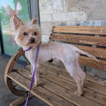 Peanut -  Yorkshire Terrier Dog for Adoption in St. Augustine, Florida - Peanut | PetCurious