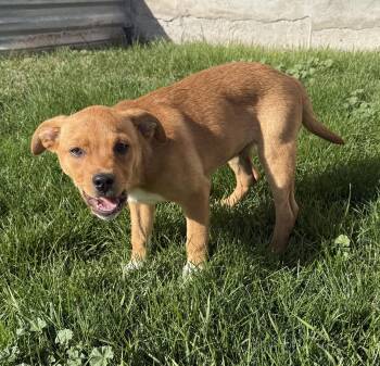 Chunk Norris -  Labrador Retriever Dog for Adoption in Salt Lake City, Utah - Chunk Norris | PetCurious