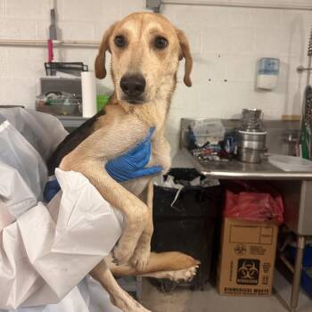 Tsunade -  Shepherd Dog for Adoption in Edinburg, Texas - Tsunade | PetCurious