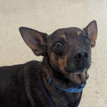 Peanut -  Miniature Pinscher Dog for Adoption in Fenton, Michigan - Peanut | PetCurious