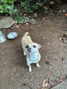 Missy -  Chihuahua and Dachshund Dog for Adoption in Portland, Oregon - Missy | PetCurious