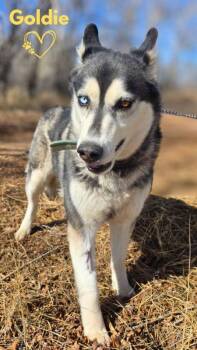 Husky Dogs Available for Adoption - Goldie | PetCurious