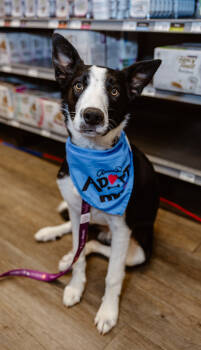 Rescue Border Collie Dogs for Adoption in Denver, Colorado - Poe | PetCurious