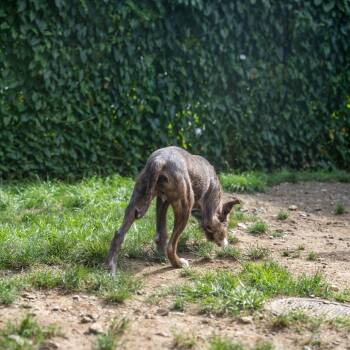 Toby -  Wirehaired Terrier and Mixed Breed Dog for Adoption in Pawling, New York - Toby | PetCurious