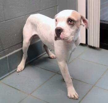 Kenobi -  Mixed Breed Dog for Adoption in Nashville, Tennessee - Kenobi | PetCurious
