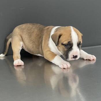 Mixed Breed Dogs Available for Adoption - Lyric | PetCurious