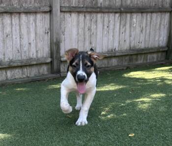 Stubz -  Mixed Breed Dog for Adoption in Pembroke, Massachusetts - Stubz | PetCurious