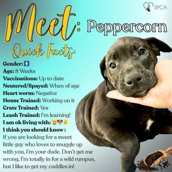 Labrador Retriever Dogs Available for Adoption - Peppercorn | PetCurious