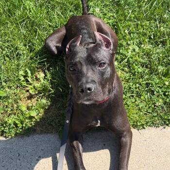 Breeze -  Mixed Breed Dog for Adoption in Hampton Bays, New York - Breeze | PetCurious