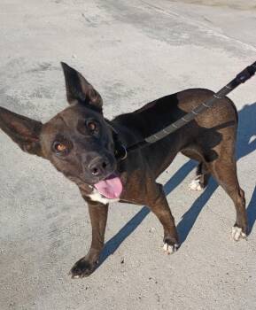Medusa -  Shepherd and Mixed Breed Dog for Adoption in Rockport, Texas - Medusa | PetCurious