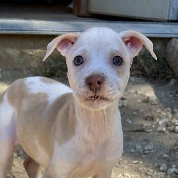 Yana -  Labrador Retriever and Feist Dog for Adoption in Sanford, North Carolina - Yana | PetCurious