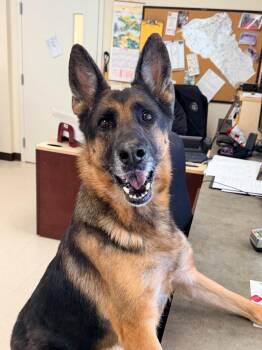 German Shepherd Dog Dogs Available for Adoption - Harper  | PetCurious