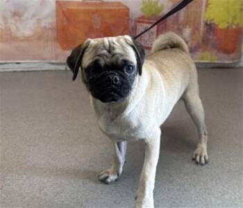 BRENNAN -  Pug Dog for Adoption in San Bernardino, California - BRENNAN | PetCurious