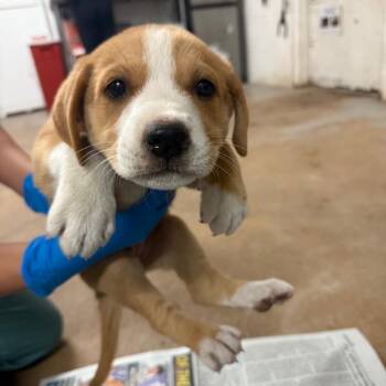 Pit Bull Terrier Dogs Available for Adoption - Muffin | PetCurious