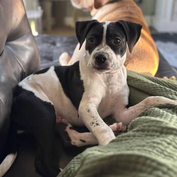 Bentley -  Australian Cattle Dog Blue Heeler and Pit Bull Terrier Dog for Adoption in Fulton, Missouri - Bentley | PetCurious