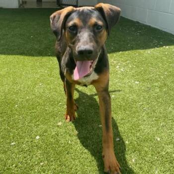 Kull AKA Knox 3231 -  Doberman Pinscher and Mixed Breed Dog Available for Adoption in Loxahatchee Groves, Florida - Kull AKA Knox 3231 | PetCurious