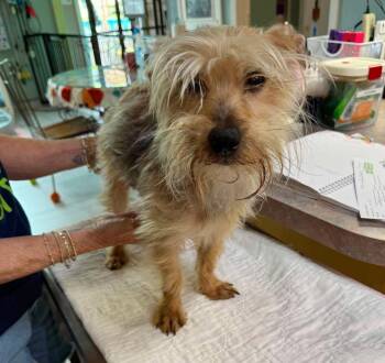 Sir Winston Pickles (NOT YET AVAIL - STRAY) -  Yorkshire Terrier Dog for Adoption in Benton, Louisiana - Sir Winston Pickles (NOT YET AVAIL - STRAY) | PetCurious