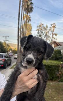 Terrier Dogs Available for Adoption in Pasadena, California - Pismo | PetCurious