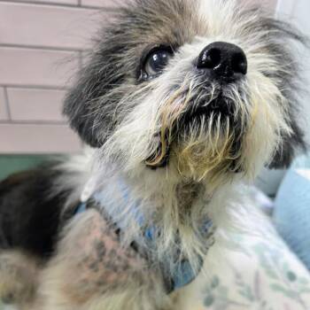 Blue Valley 14431 -  Havanese Dog for Adoption in San Francisco, California - Blue Valley 14431 | PetCurious