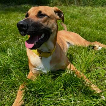 Blaze -  German Shepherd Dog and American Bulldog Dog for Adoption in Port Angeles, Washington - Blaze | PetCurious