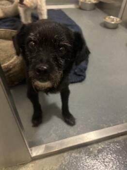 Mixed Breed Dogs Available for Adoption in Fort Worth, Texas - Azurite | PetCurious