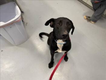 A176318 -  Mixed Breed Dog for Adoption in Santa Fe, New Mexico - A176318 | PetCurious