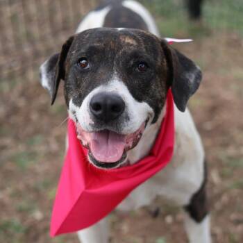 DENADO -  American Staffordshire Terrier Dog for Adoption in San Antonio, Texas - DENADO | PetCurious