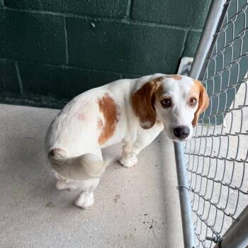 Kaleidoscope -  Beagle and Mixed Breed Dog for Adoption in Carencro, Louisiana - Kaleidoscope | PetCurious