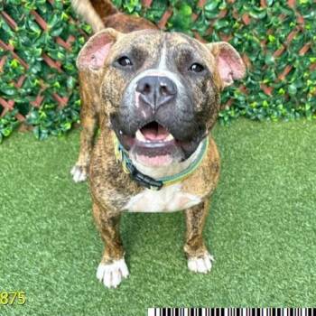Mixed Breed Dogs Available for Adoption in West Palm Beach, Florida - Jabarkus | PetCurious