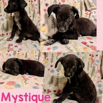 Mystique -  Australian Cattle Dog Blue Heeler and Mixed Breed Dog for Adoption in Opelika, Alabama - Mystique | PetCurious