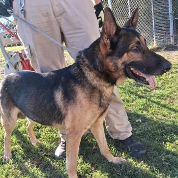 Daniel -  German Shepherd Dog Dog for Adoption in Denison, Texas - Daniel | PetCurious