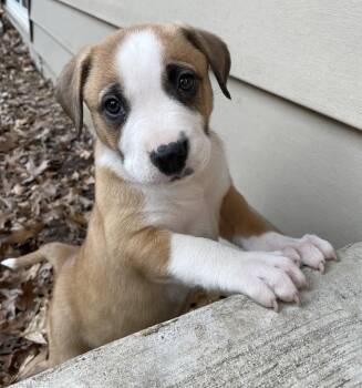Anatolian Shepherd and Boxer Dogs Available for Adoption in Island Lake, Illinois - Alley Way | PetCurious