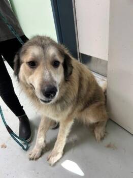 Beverly -  German Shepherd Dog and Mixed Breed Dog for Adoption in Savannah, Georgia - Beverly | PetCurious
