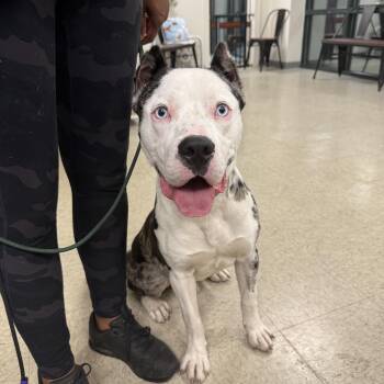 Rescue Mixed Breed Dogs for Adoption in Homewood, Illinois - Macho Man | PetCurious