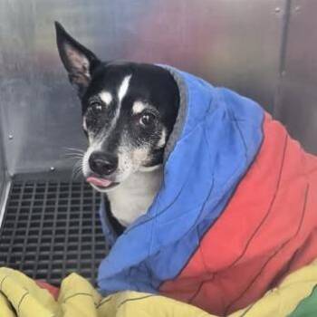 McNugget -  Mixed Breed Dog for Adoption in Bristol, Indiana - McNugget | PetCurious